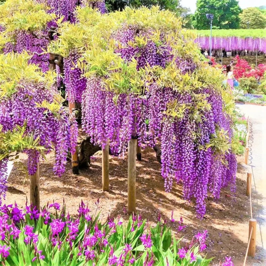 Purple Wisteria Live Plant, 6-10 Inch Tall, 2.5 Inch Pot - Outdoor Vine Tree - Image 4