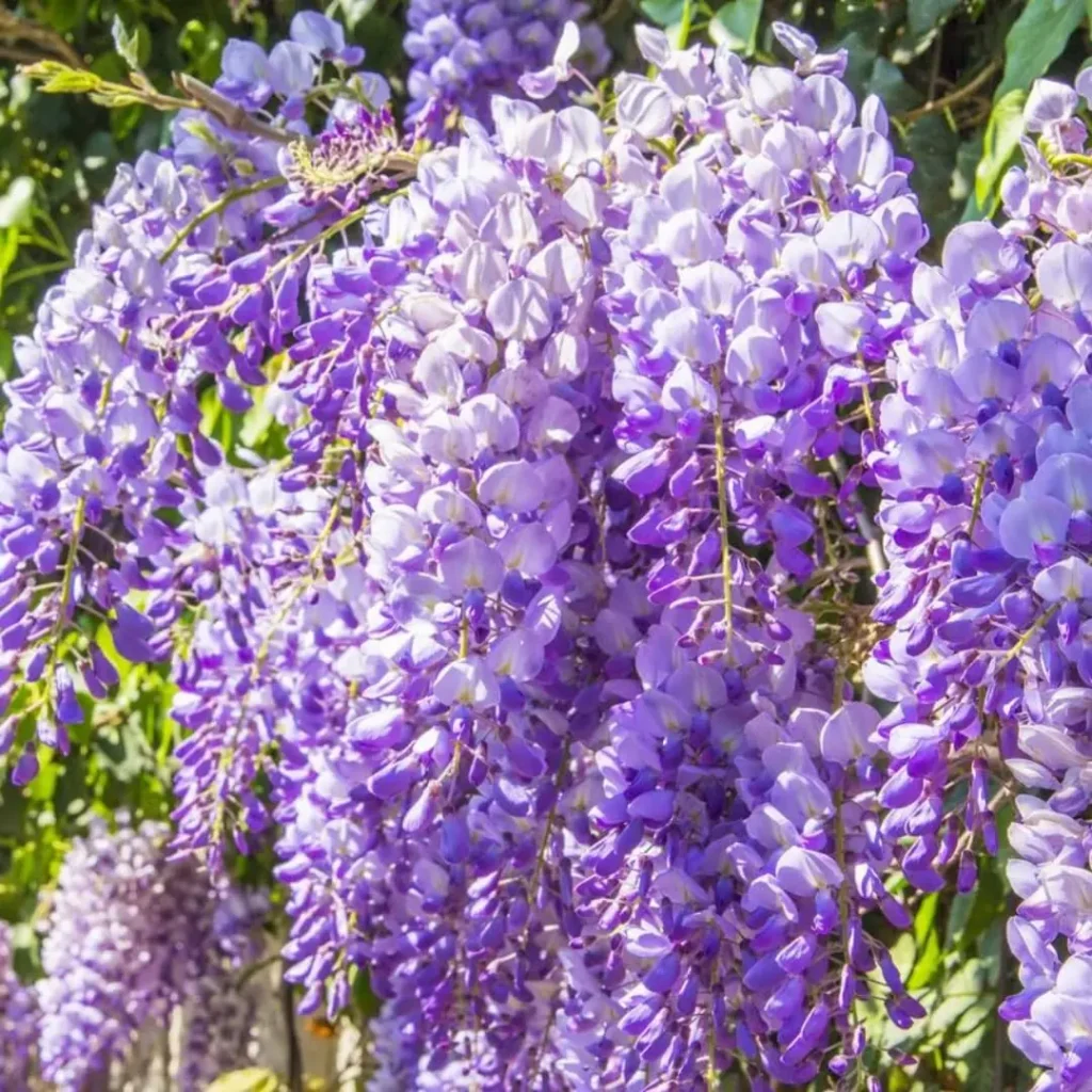 Purple Wisteria Live Plant, 6-10 Inch Tall, 2.5 Inch Pot - Outdoor Vine Tree - Image 6