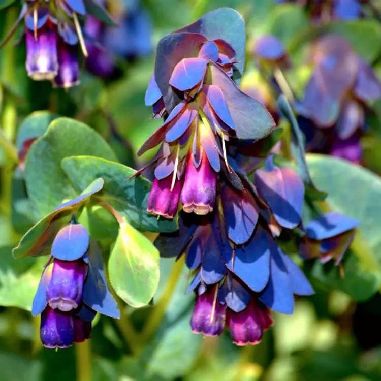 10 BLUE SHRIMP PLANT / Honeywort Cerinthe Major Flower Seeds