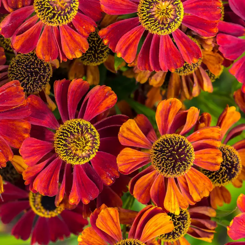 100 HELENIUM ‘ AUTUMN LEAVES ‘ Mix Helenium Autumnale Sneezeweed Mixed Colors Flower Seeds