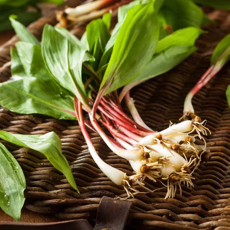 10 RAMSONS / WILD Bear GARLIC Allium Ursinum Vegetable Herb White Flower Seeds