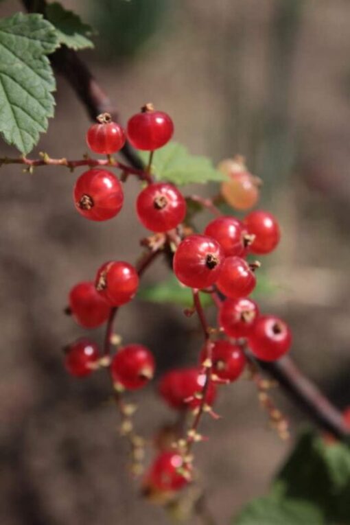 20 Red WAX CURRANT Edible Fruit Berries Pink Flowers Shrub Ribes Cereum Seeds