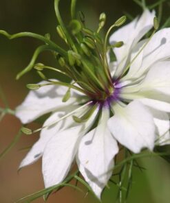 Alternative view of 150 NIGELLA Sativa BLACK CUMIN Spice Black Caraway Fennel Flower Herb Seeds
