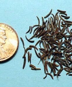 100 Kala Jeera IMPERIAL BLACK CUMIN Spice Plant Bunium Persicum Herb Seeds