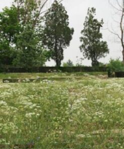 Alternative view of 100 Kala Jeera IMPERIAL BLACK CUMIN Spice Plant Bunium Persicum Herb Seeds