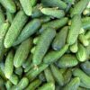 150 BOSTON PICKLING CUCUMBER Heirloom Cucumis Sativus Fruit Vegetable Seeds