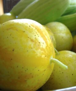 100 LEMON CUCUMBER Cucumis Sativus Fruit Vegetable Seeds