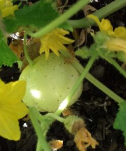 Alternative view of 100 LEMON CUCUMBER Cucumis Sativus Fruit Vegetable Seeds