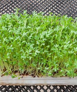 Alternative view of 1500 UPLAND CRESS American Land Cress Barbarea Verna Creasy Vegetable Herb Seeds