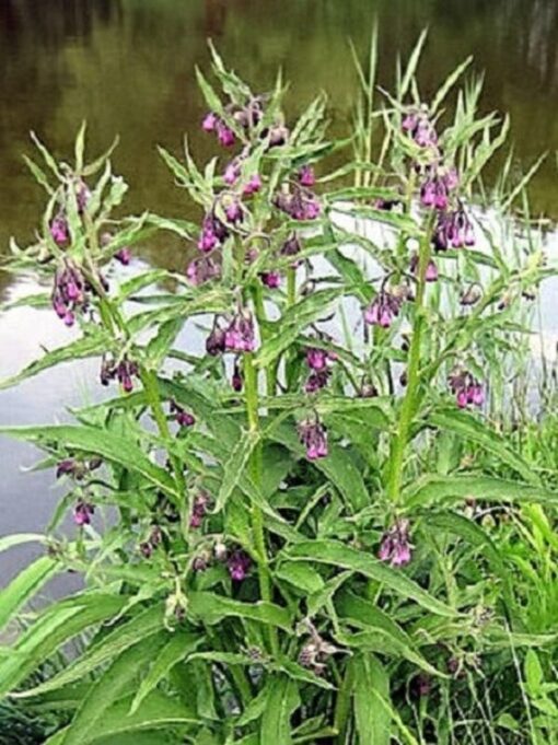 True Comfrey Herb Seeds - 10 Symphytum Officinale Seeds, Rosy Purple Flowers, Perennial Medicinal Herb, Deer Resistant