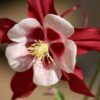 25 CRIMSON STAR COLUMBINE Red & White McKana's Giant Aquilegia Flower Seeds