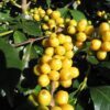 15 ARABICA COFFEE Tree Shrub Seeds Grow your own coffee! Combined S/H