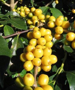 15 ARABICA COFFEE Tree Shrub Seeds Grow your own coffee! Combined S/H
