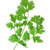 100 FIESTA Green CILANTRO / CORIANDER Coriandrum Sativum Herb Vegetable Seeds