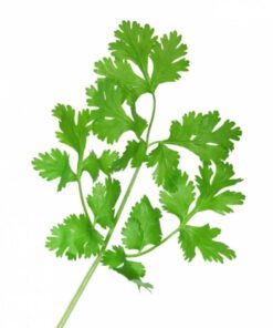 100 FIESTA Green CILANTRO / CORIANDER Coriandrum Sativum Herb Vegetable Seeds