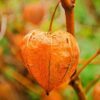 50 PERUVIAN GROUND CHERRY Physalis Peruviana Cape Gooseberry Fruit Veggie Seeds