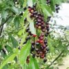30 BLACK CHERRY Fruit Tree Prunus Serotina Fragrant White Flowers Seeds