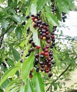 30 BLACK CHERRY Fruit Tree Prunus Serotina Fragrant White Flowers Seeds