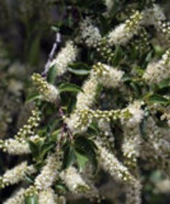 Alternative view of 30 BLACK CHERRY Fruit Tree Prunus Serotina Fragrant White Flowers Seeds