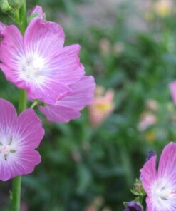 Alternative view of 50 PINK CHECKERMALLOW Sidalcea Hendersonii Henderson's Checkerbloom Flower Seeds