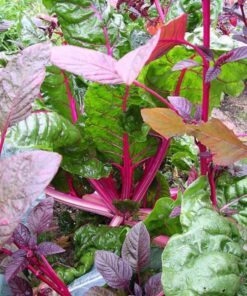Alternative view of 40 Pink LIPSTICK SWISS CHARD Vegetable Seeds Perpetual Spinach Beta Vulgaris Seeds