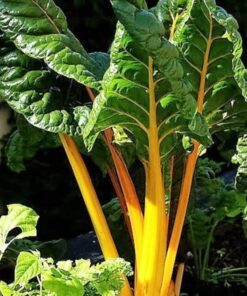 Alternative view of 40 Yellow CANARY SWISS CHARD Beta Vulgaris Perpetual Spinach Vegetable Seeds