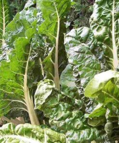 Alternative view of 250 BARESE SWISS CHARD White Rib Perpetual Spinach Beta Vulgaris Vegetable Seeds