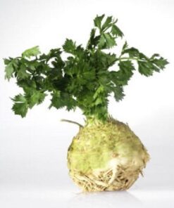 500 GIANT PRAGUE CELERIAC Apium Graveolens Rapaceum Vegetable Seeds