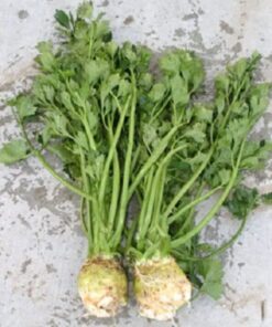 Alternative view of 500 GIANT PRAGUE CELERIAC Apium Graveolens Rapaceum Vegetable Seeds