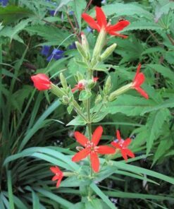 Alternative view of 20 ROYAL RED CATCHFLY Hummingbird & Endangered Native Flower Silene Regia Seeds