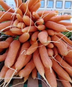 Alternative view of 1500 DANVERS CARROT Dark Orange Daucus Carota Vegetable Seeds