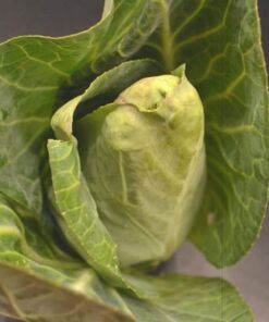 Alternative view of 300 CHARLESTON WAKEFIELD CABBAGE Heirloom Cone Brassica Oleracea Vegetable Seeds