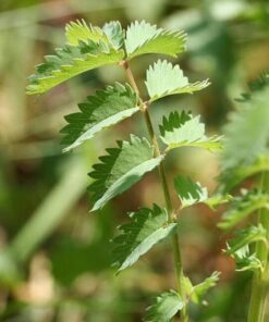 Alternative view of 500 SALAD BURNET Sanguisorba Minor Edible Greens Vegetable Herb Flower Seeds