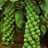 400 CATSKILL BRUSSEL SPROUT Sprouts Brassica Oleracea Vegetable Seeds *Comb Ship