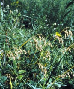 Alternative view of 100 PRAIRIE BROME Arctic Brome Ornamental Grass Bromus Kalmii Seeds