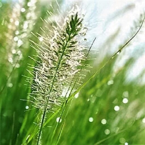 25 BOTTLEBRUSH GRASS Ornamental Shade Elymus Hystrix Patula Seeds