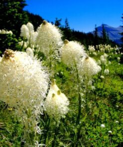 Alternative view of 100 BEAR GRASS aka Bear LILY Beargrass Ornamental Xerophyllum Tenax Flower Seeds