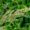 100 Walter's Barnyard Grass Seeds – Echinochloa Walteri, Wetland Native, Pale Purple Seed Heads, Ornamental, Bird Friendly, Grows 70 Inches Tall