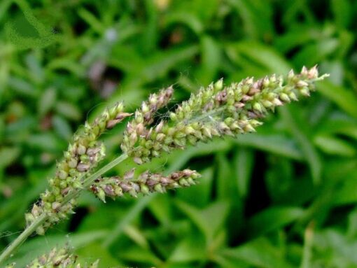 100 Walter's Barnyard Grass Seeds – Echinochloa Walteri, Wetland Native, Pale Purple Seed Heads, Ornamental, Bird Friendly, Grows 70 Inches Tall