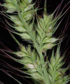 Alternative view of 100 Walter's Barnyard Grass Seeds – Echinochloa Walteri, Wetland Native, Pale Purple Seed Heads, Ornamental, Bird Friendly, Grows 70 Inches Tall