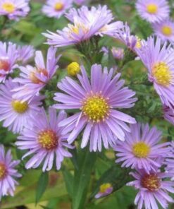 100 HEART LEAVED ASTER Cordifolius Blue Wood Aster Flower Seeds