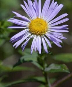 Alternative view of 100 HEART LEAVED ASTER Cordifolius Blue Wood Aster Flower Seeds