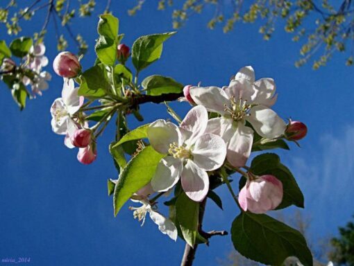 30 Sargent CRAB APPLE Shrub Hummingbird Flower White Red Malus Sargentii Seeds