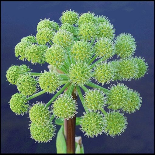 30 ANGELICA Archangelica Officinalis Edible Archangel / Holy Ghost Herb Seeds