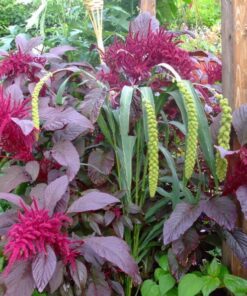 Alternative view of 250 BURGUNDY AMARANTHUS Hypochondriacus Amaranth Grain Vegetable Flower Seeds