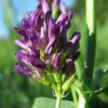 100 CIMARRON ALFALFA Medicago Sativa Ground Cover Forage Purple Flower Seeds