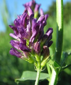 100 CIMARRON ALFALFA Medicago Sativa Ground Cover Forage Purple Flower Seeds