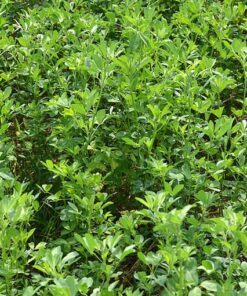 Alternative view of 100 CIMARRON ALFALFA Medicago Sativa Ground Cover Forage Purple Flower Seeds