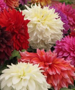 Alternative view of 20 Dwarf Mixed Colors REDSKIN DAHLIA Variabilis Red Skin Mix Bicolor Flower Seeds
