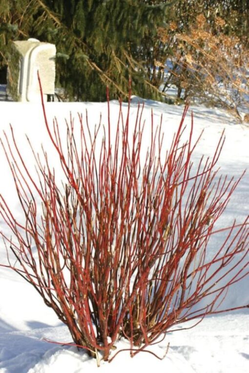 20 RED TWIG DOGWOOD American Red Osier Shrub White Flower Cornus Sericea Seeds